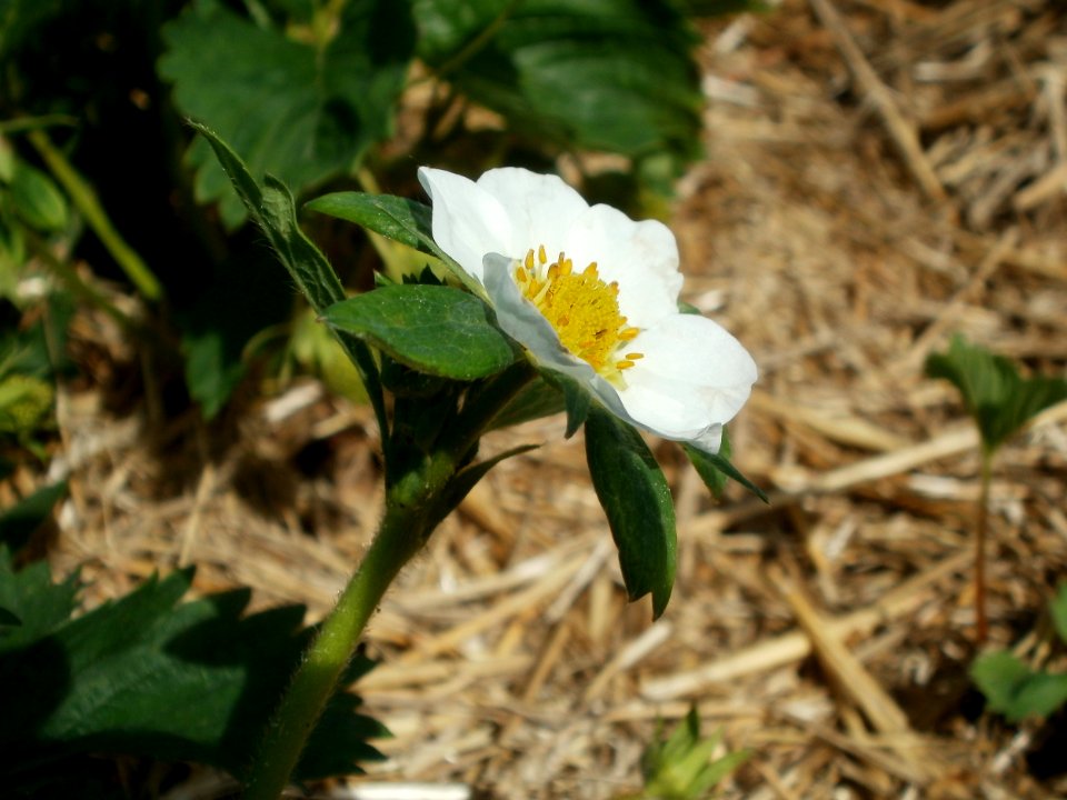 20120511Erdbeerfeld_Reilingen02