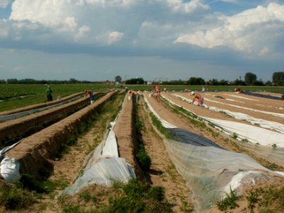 20120511Spargelernte2