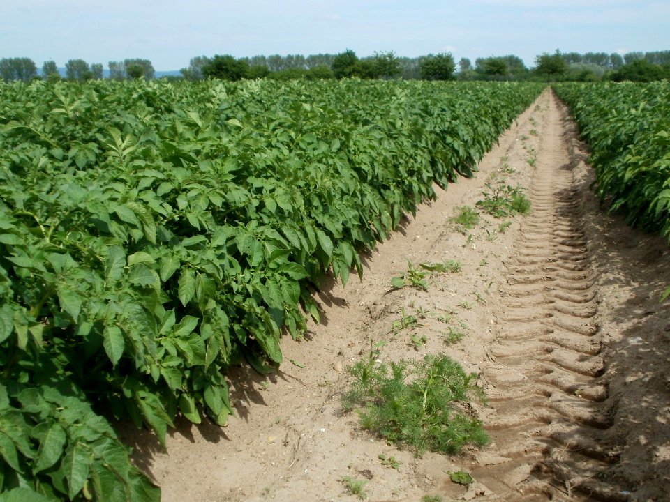 20120510Kartoffelfeld2
