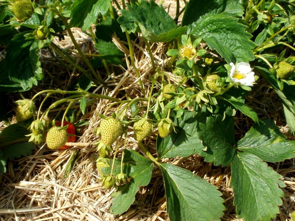 20120511Erdbeerfeld_Reilingen06