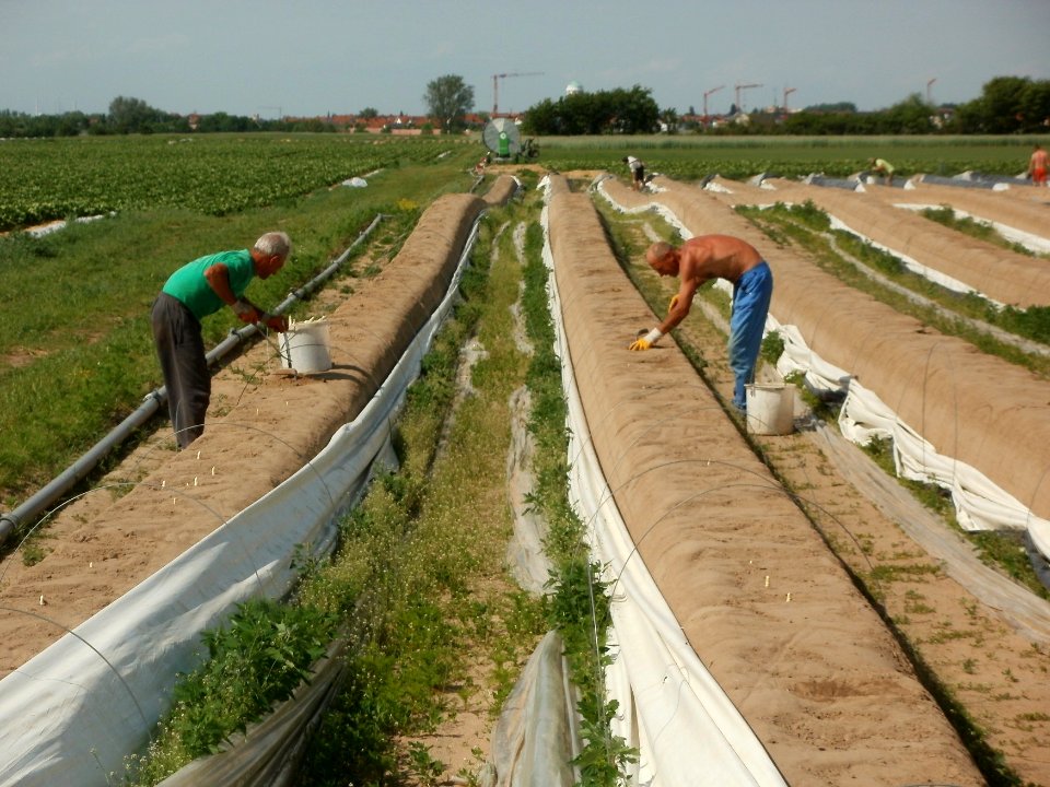 20120511Spargelernte5