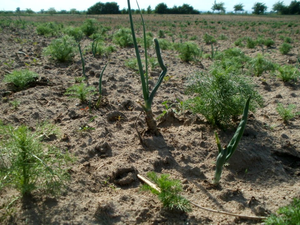 20120511Tripleurospermum_inodorum1