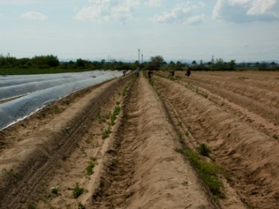 20120511Spargelernte1