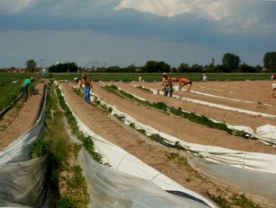 20120511Spargelernte3