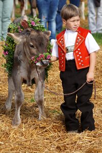 Appenzell stone calf