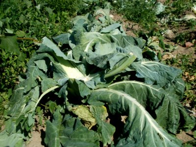 20120526Blumenkohl_Neulussheim5
