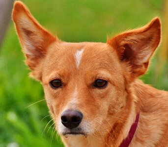 Animal pet portrait