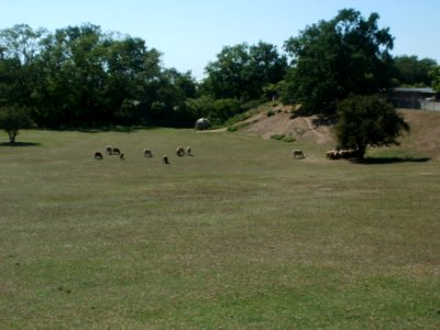 20120525Schafe_Hockenheim