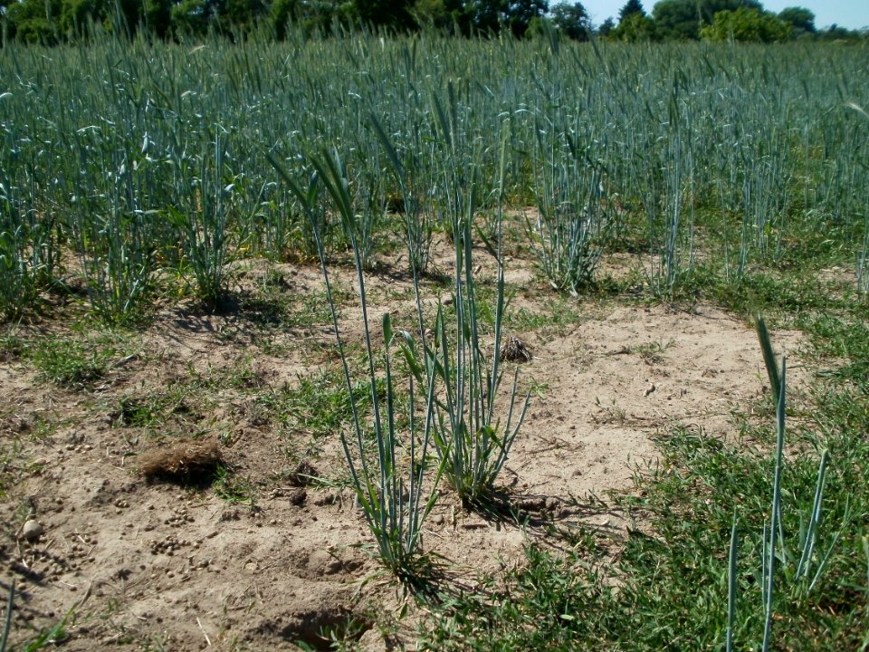 20120525Roggen_Hockenheim3