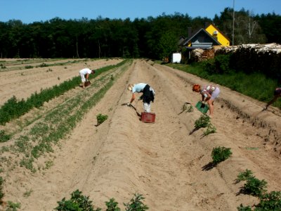 20120525Spargelernte_Ketsch7