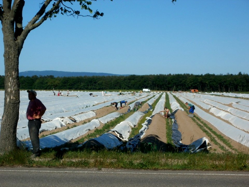 20120525Spargelernte_Ketsch8