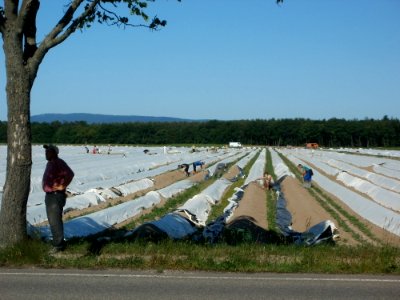 20120525Spargelernte_Ketsch8