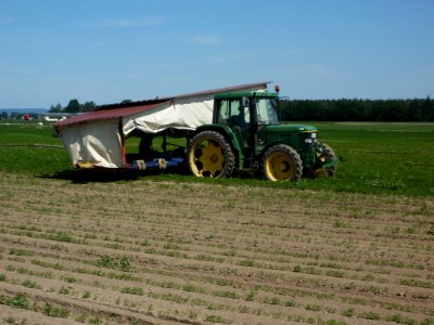 20120526Karotten_Altlussheim3