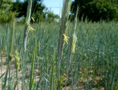 20120525Roggen_Hockenheim6