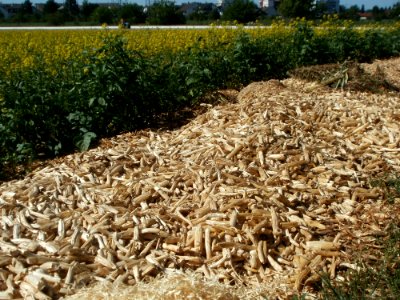20120525Raps_Spargel_Ketsch2