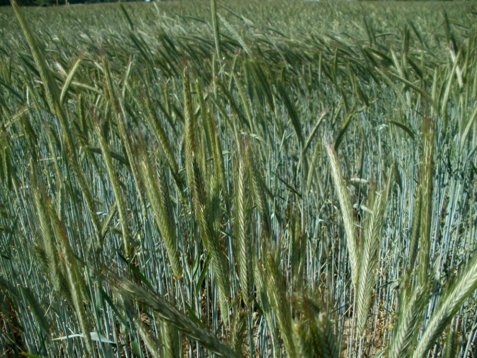 20120525Roggen_Ketsch3