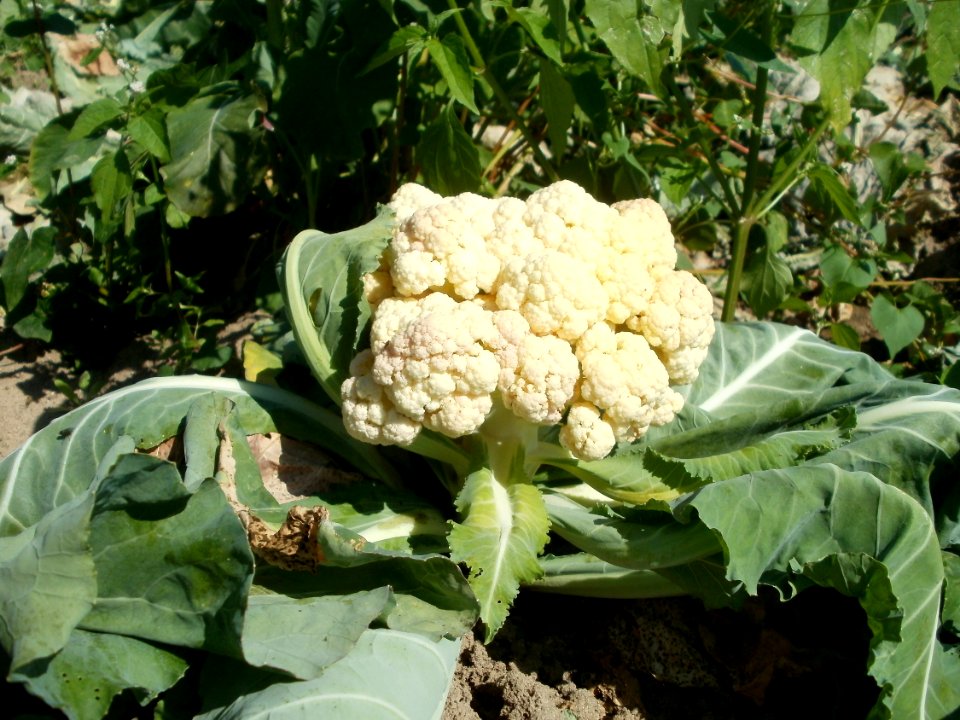 20120526Blumenkohl_Neulussheim2