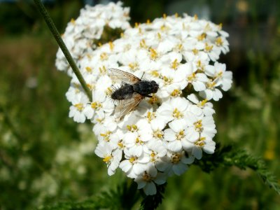 20120526Achillea_millefolium1