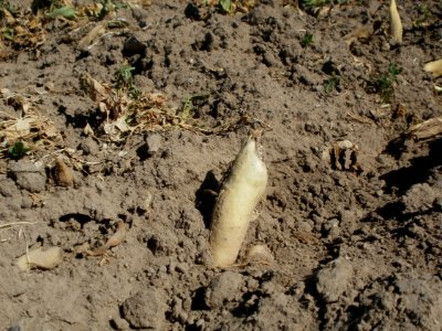 20120525Rettich_Ketsch2