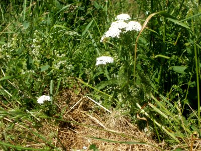 20120526Achillea_millefolium5