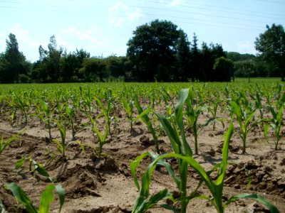 20120524Mais_Schwetzingen1