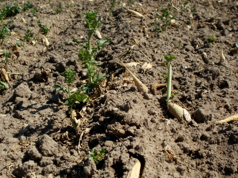 20120525Rettich_Ketsch3