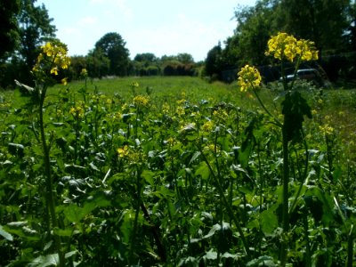 20120524Raps_Schwetzingen1