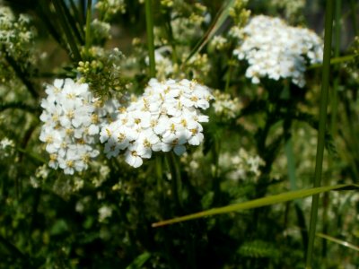 20120526Achillea_millefolium3