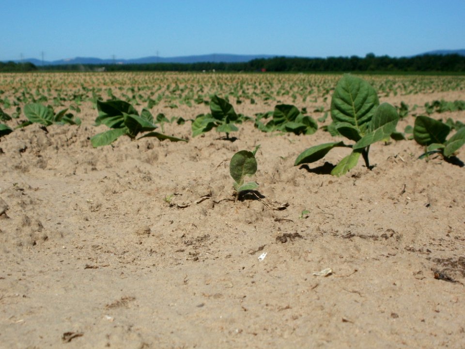 20120525Tabak_Ketsch10