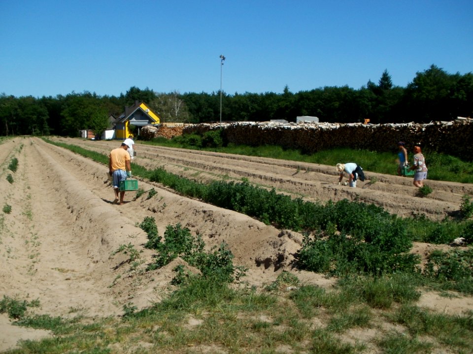 20120525Spargelernte_Ketsch5
