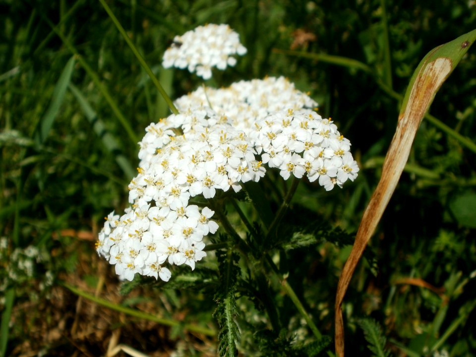 20120526Achillea_millefolium2