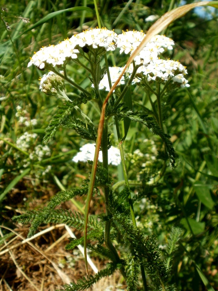 20120526Achillea_millefolium6