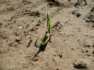 20120525Mais_Ketsch1