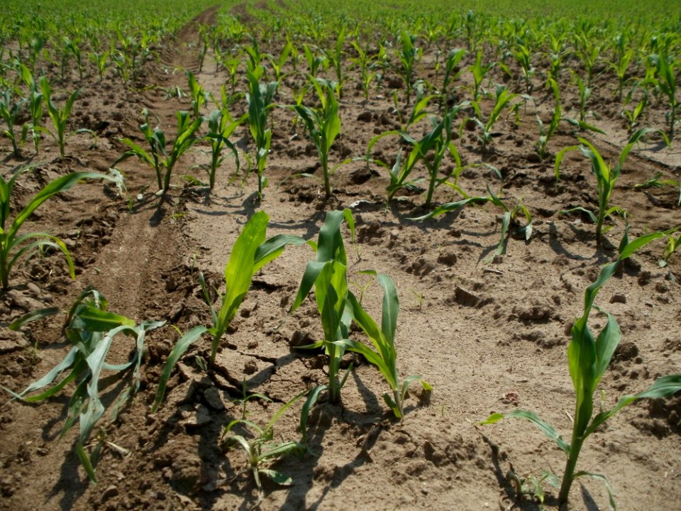 20120524Mais_Schwetzingen2