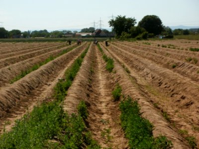 20120525Spargelernte_Ketsch2