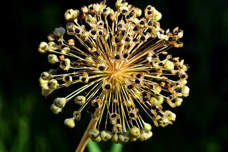 Bloom nature flower