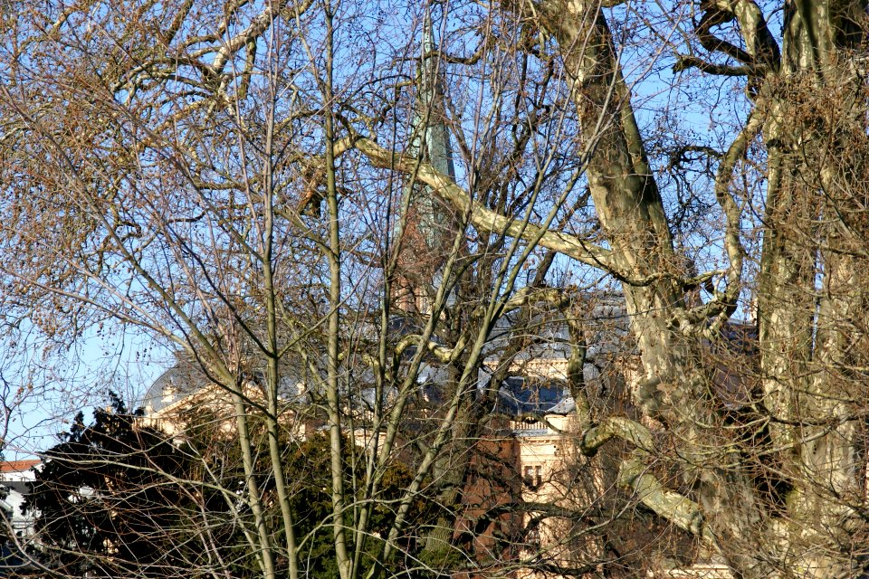 2012.02.26.123448_Baum_Dom_Schwerin