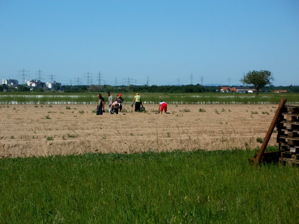20120525Spargelernte_Ketsch1