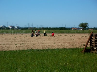 20120525Spargelernte_Ketsch1