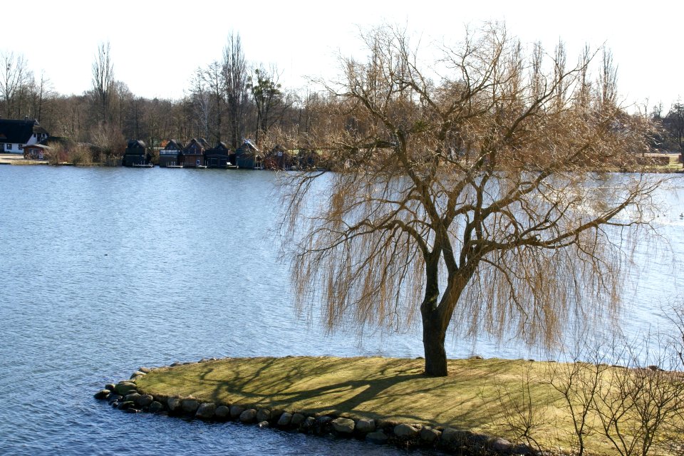2012.02.26.124400_Baum_Schweriner_Innensee_Schwerin