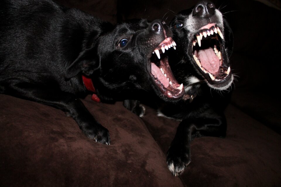 Funny dog pet funny animals