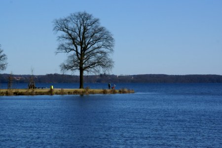 2012.02.26.123006_Baum_Turner_Schweriner_Innensee_Schwerin