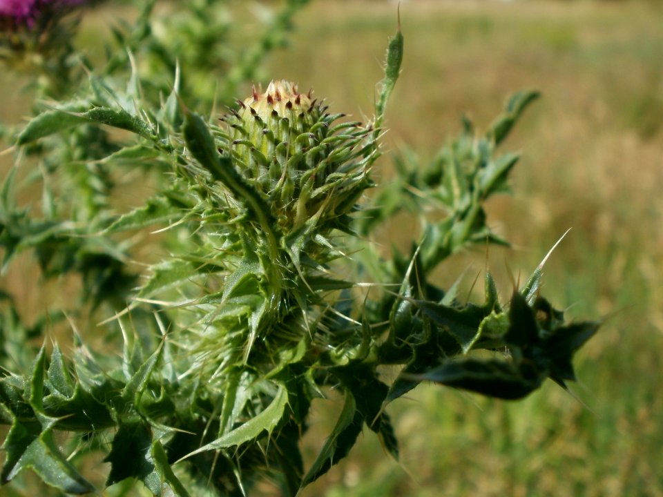 20120611Distel_Hockenheim3