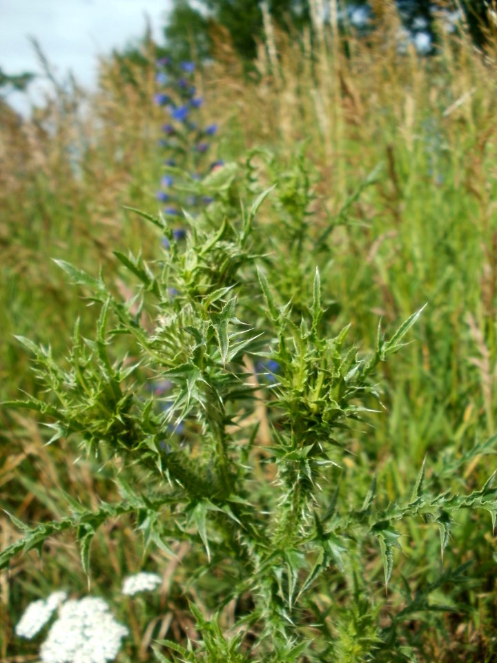 20120611Distel_Hockenheim5