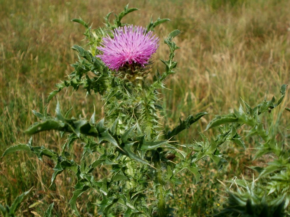 20120611Distel_Hockenheim1
