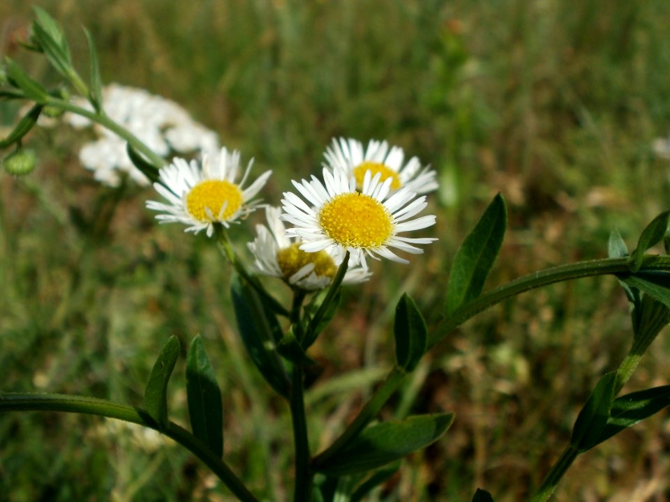 20120611Wiesenbluete_Hockenheim17