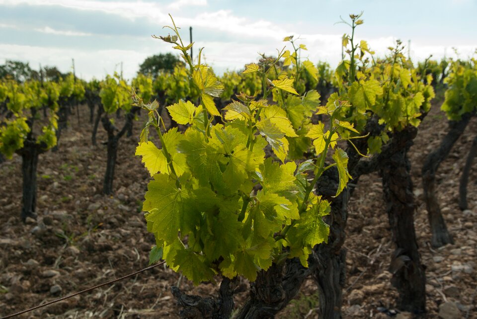 Ceps wine winegrower