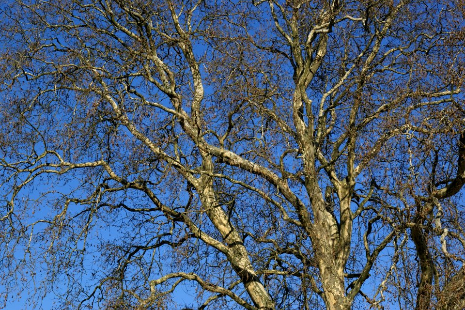 2012.02.26.123834_Baum_Burggarten_Schwerin