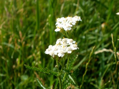 20120611Achillea_collina3