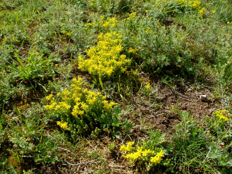 20120611Mauerpfeffer_Hockenheim4